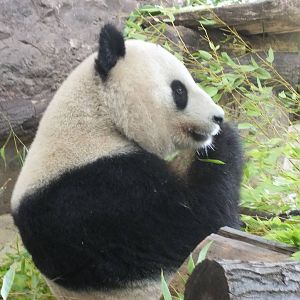 Giant Panda