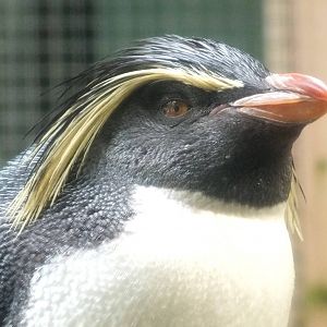 Rockhopper