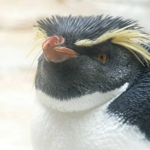 Rockhopper