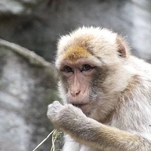 Barbary Ape