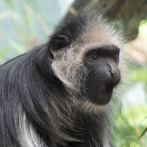 King Colobus
