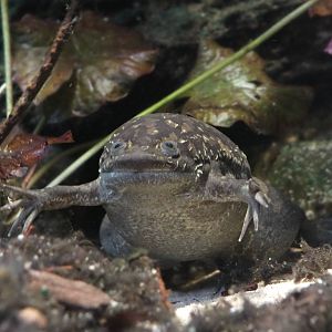 African Clawed Frog