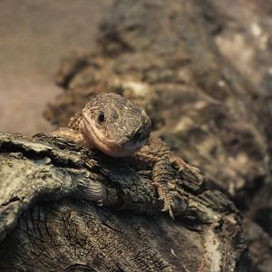 East African Spiny-tailed Lizard