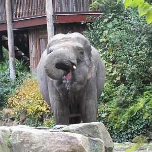 Asian Elephant