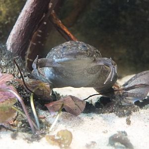 African Clawed Frog