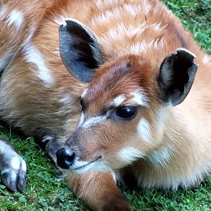 Sitatunga