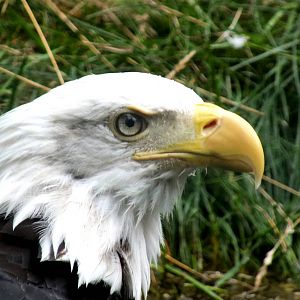 Bald Eagle