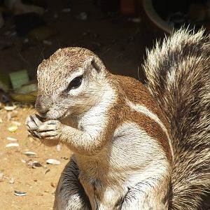 Cape Ground Squirrel