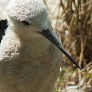 Black-winged Stilt
