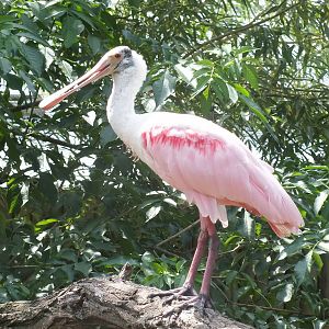 Roseate Spoonbill