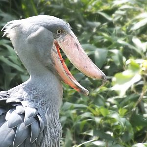 Shoebill
