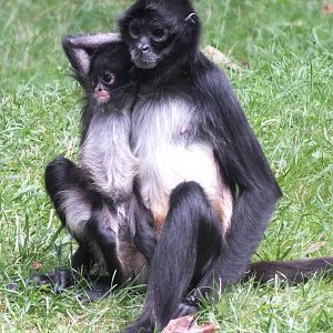 Mexican Spider Monkey