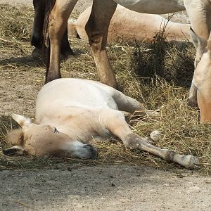 Przewalski's Wild Horse