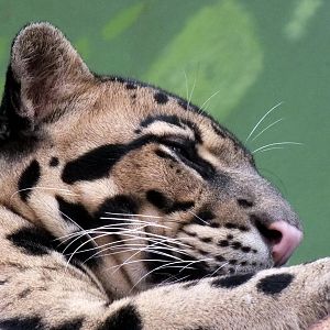 Indochinese Clouded Leopard