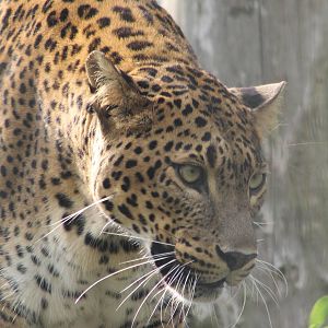 Sri Lanka leopard
