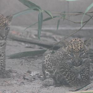 Young Sri Lanka leopard