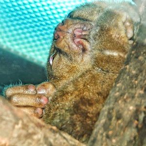 Dec. 2014 - Jungle Trails - Potto