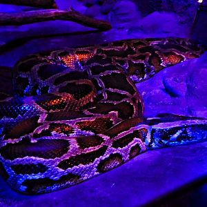 Dec. 2014 - Night Hunters - Burmese Python