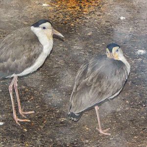 Dec. 2014 - Wings of the World - New Species 2014! Masked Lapwings