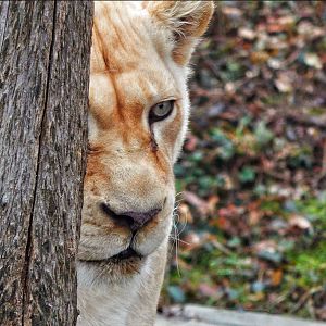 Dec. 2014 - White Lions of Timbavati - Prosperity