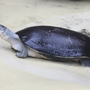 Arrau Turtle (Podocnemis expansa)