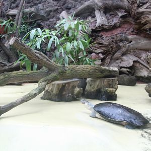 Arrau Turtle enclosure