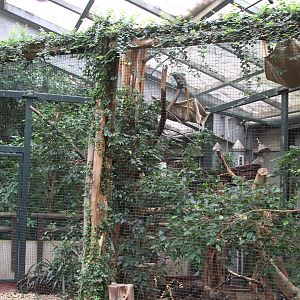 Emperor Tamarin enclosure