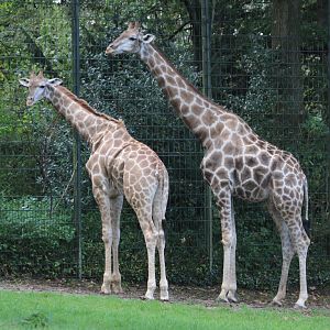 Angolan Giraffes (Giraffa camelopardalis angolensis)