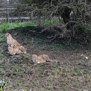 Fairly Old Cheetah Cubs