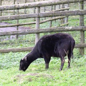 Anoa