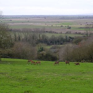 Barasingha paddock and views