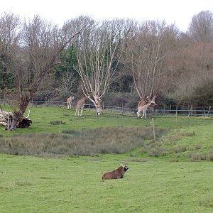 Roan Antelope and Giraffes in African Experience