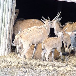 Eland with Young and Gnu in African Experience