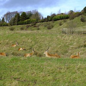 Lechwe in African Experience