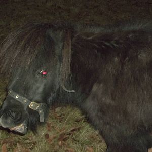 Percy, 20th December 2014