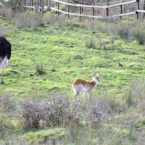 Young Lechwe and Ostrich in African Experience