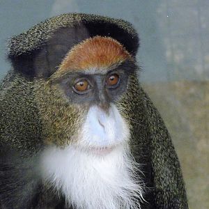 De Brazza's Monkey