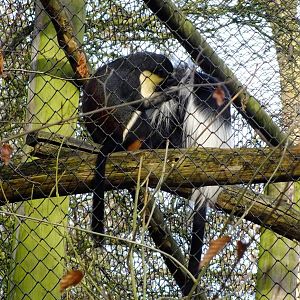 Diana Monkey Grooming Colobus