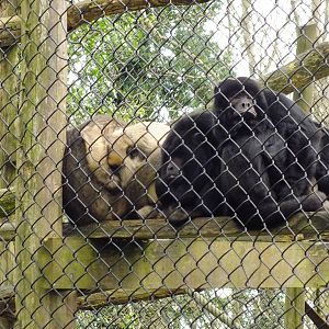 Howler Monkeys