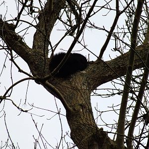 Binturong high in a tree