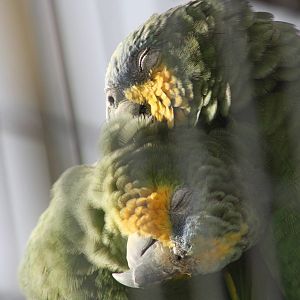 Orange-winged Amazons, 22nd December 2014