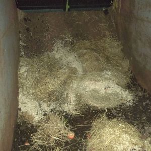 A festive view of the interior of the zoo skip, 24th December 2014
