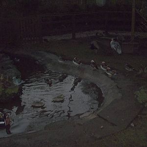 Dusk in the walk-through aviary, 24th December 2014