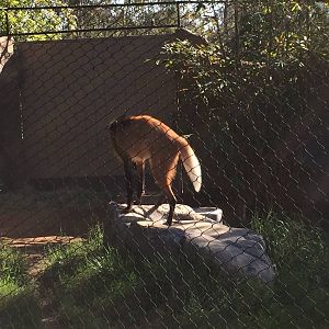 Maned Wolf