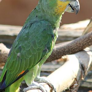 Ornage-winged amazon