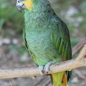 Orange-winged amazon