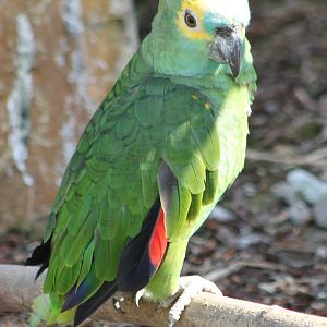 Blue-fronted amazon
