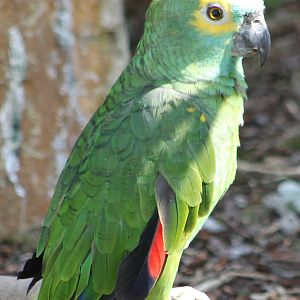 Blue-fronted amazon
