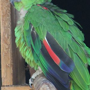 Yellow-fronted amazon