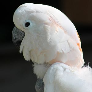 Salmon-crested cockatoo